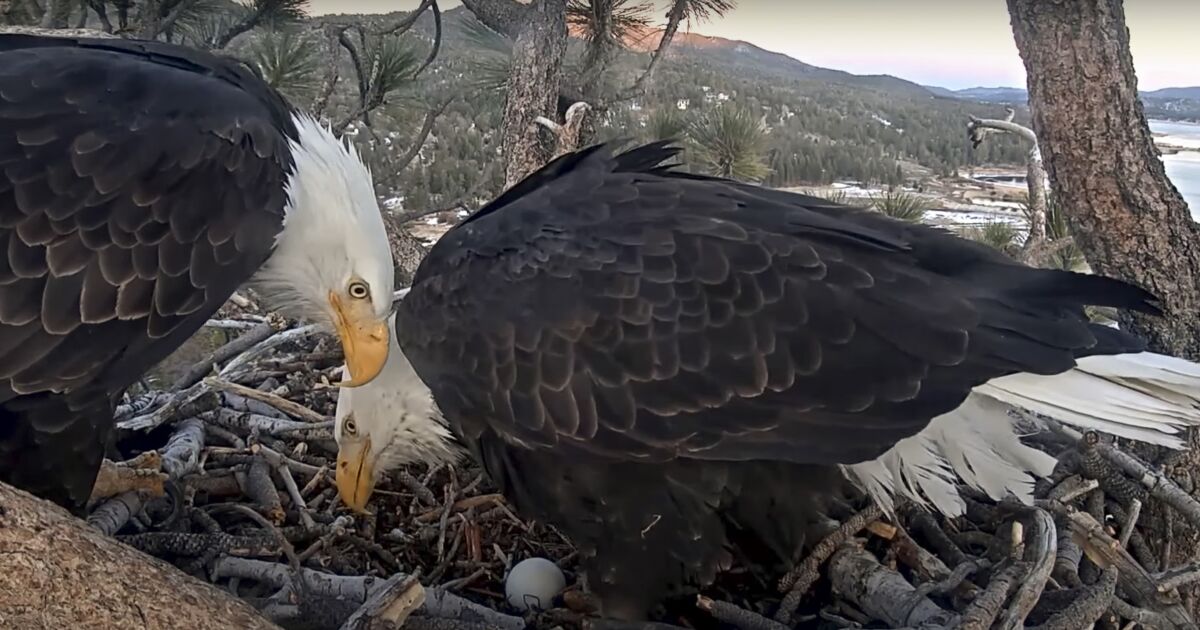 Pair of bald eagle eggs in nest near Big Bear unlikely to hatch, experts say