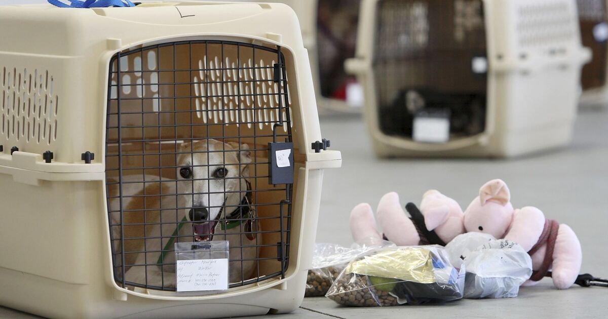 United Airlines stops taking reservations to fly pets in planes' cargo