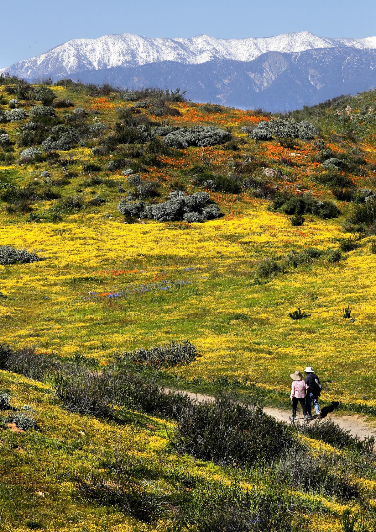 Visitors to Diamond Valley Lake in Hemet follow a trail through hills covered in wildflowers with the snow-capped San Bernardino Mountains in the distance.