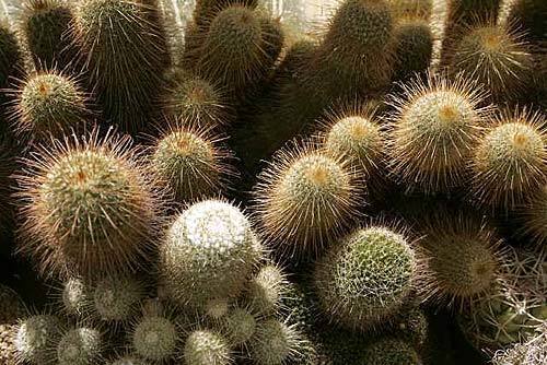 Cactus corral