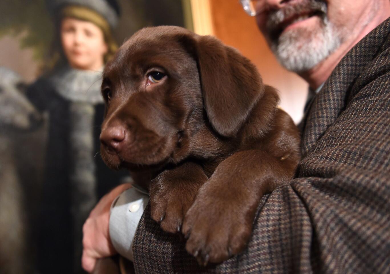 A Labrador retriever puppy is introduced to journalists at a news conference Feb. 22 in New York.