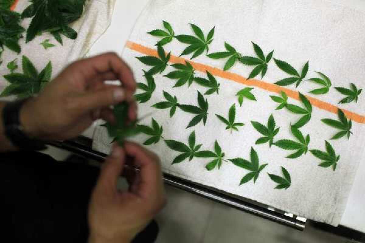 Marijuana leaves are laid out in preparation for one of several courses.
