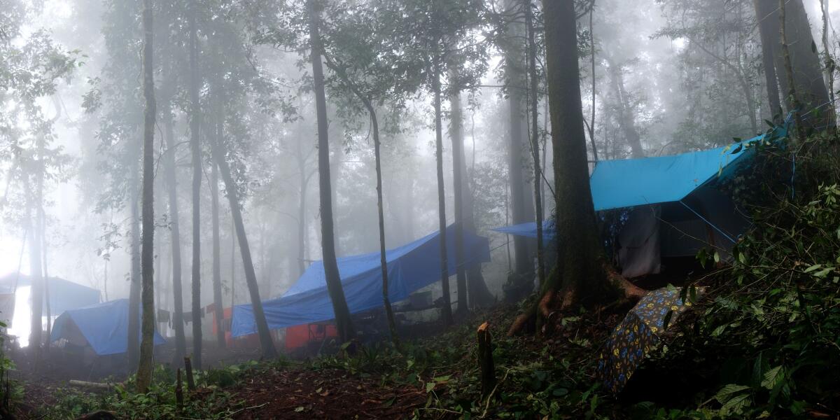 A field camp of tents in a forest