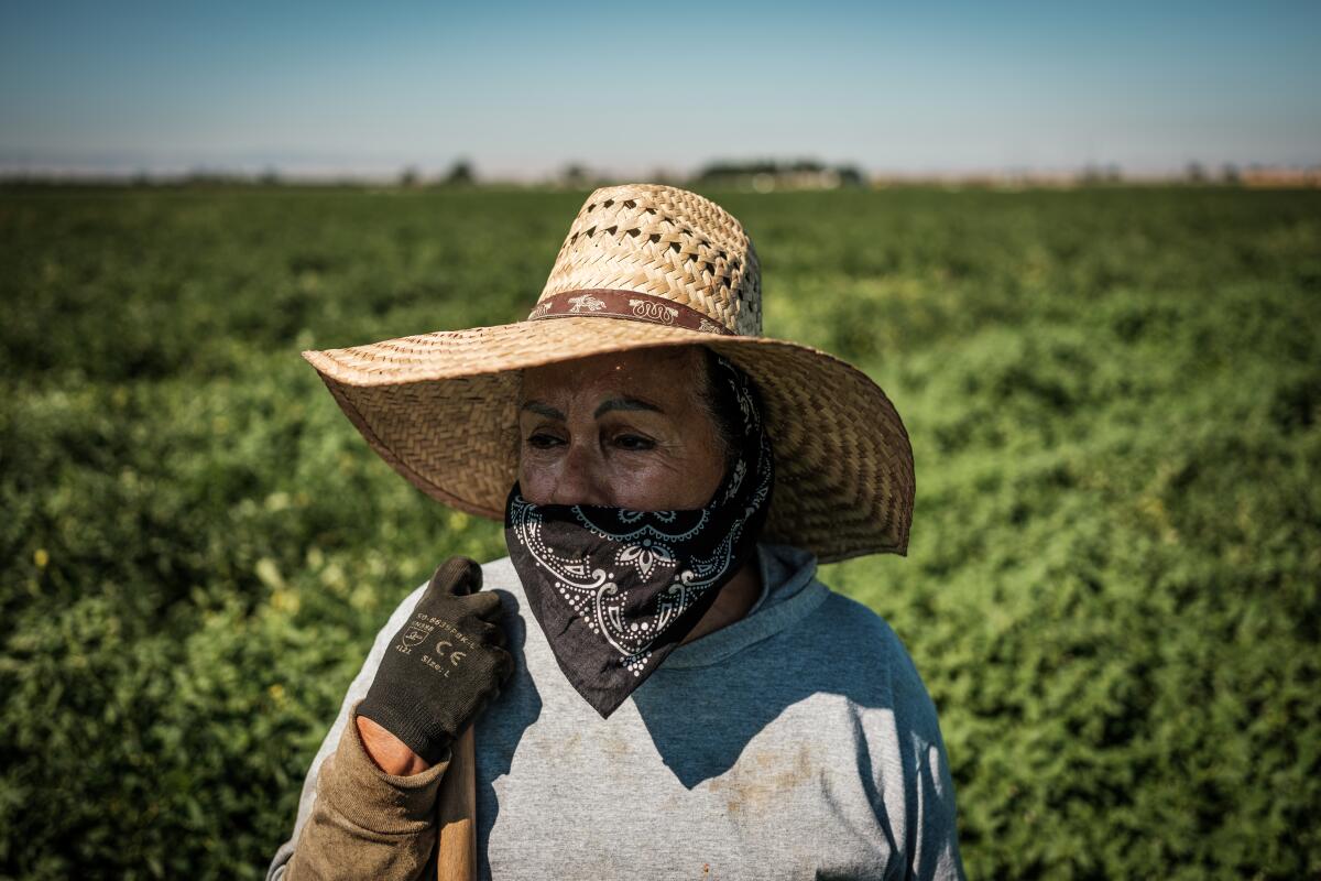 Gloria López, 65, trabaja en un campo de tomates en French Cam