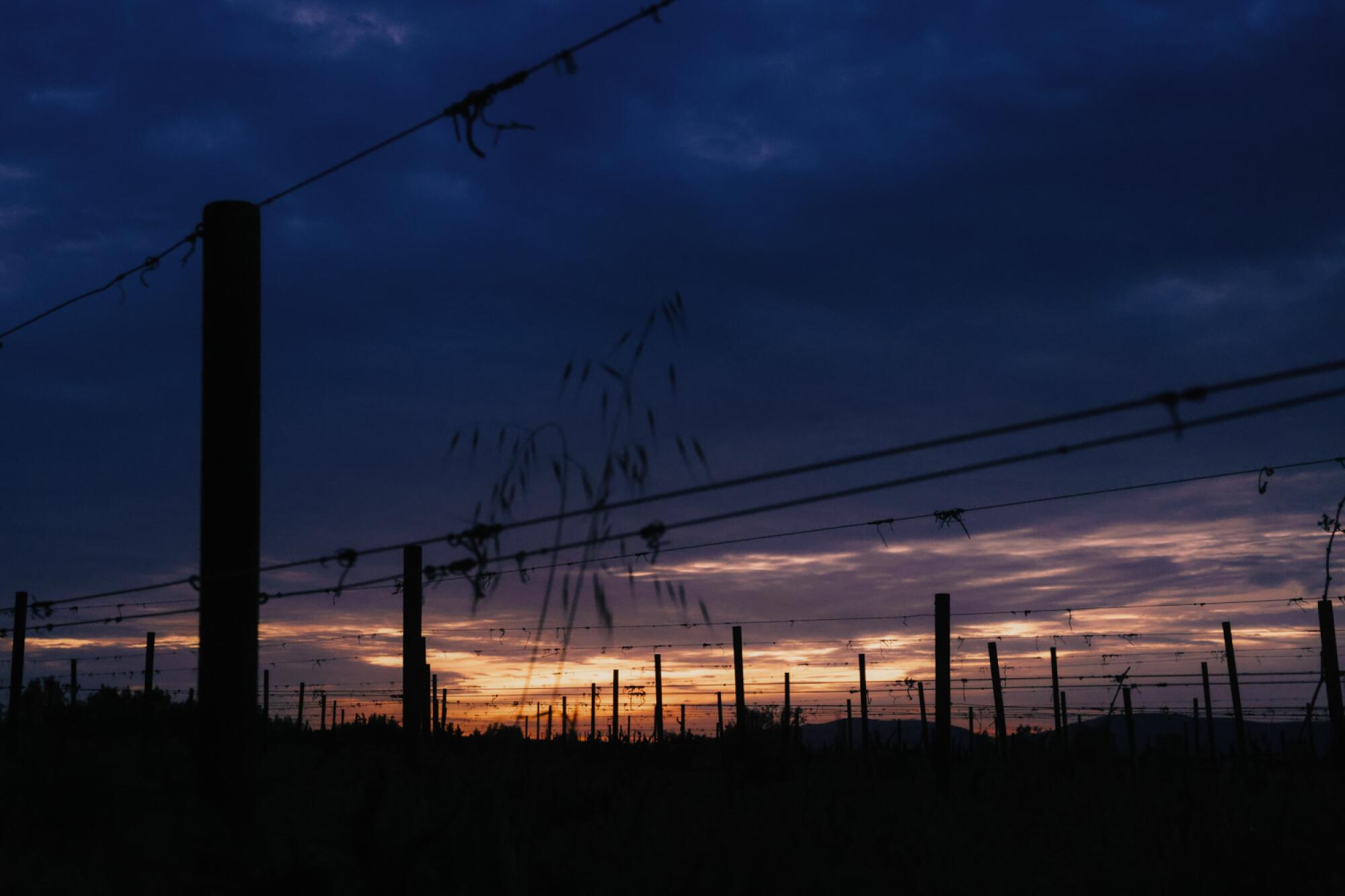 Night falls on Natalia Badan's winery, Mogor Badan, an organic winemaker in the Valley.