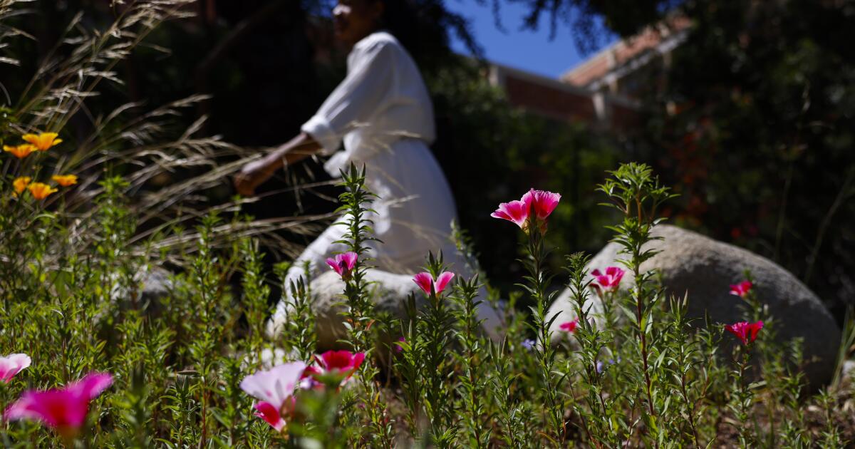 This California wildflower is intriguing enough to headline a free festival