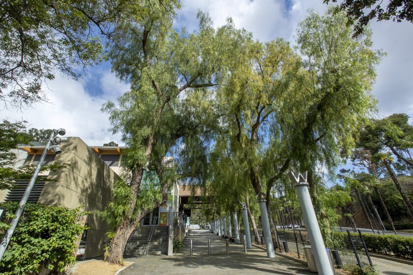 A large pepper tree at the entrance to a building.