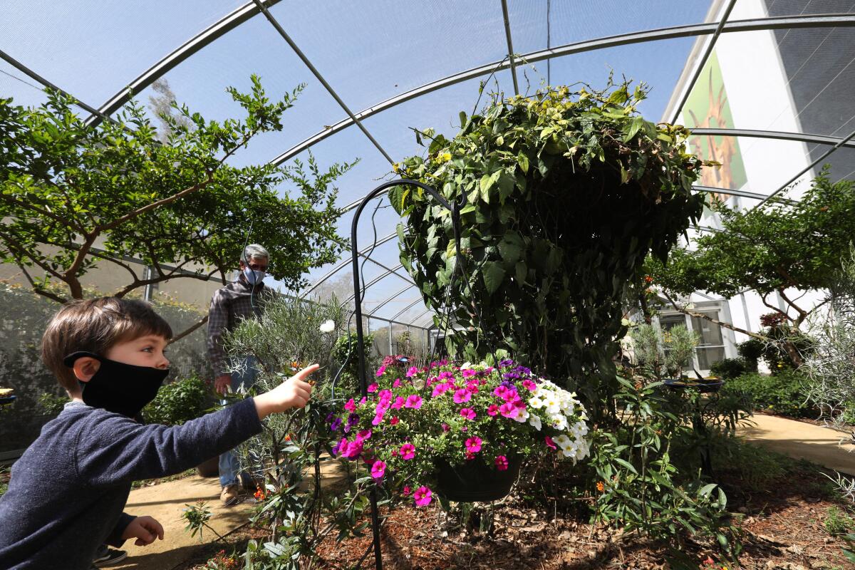 A boy points out a butterfly inside a greenhouse.