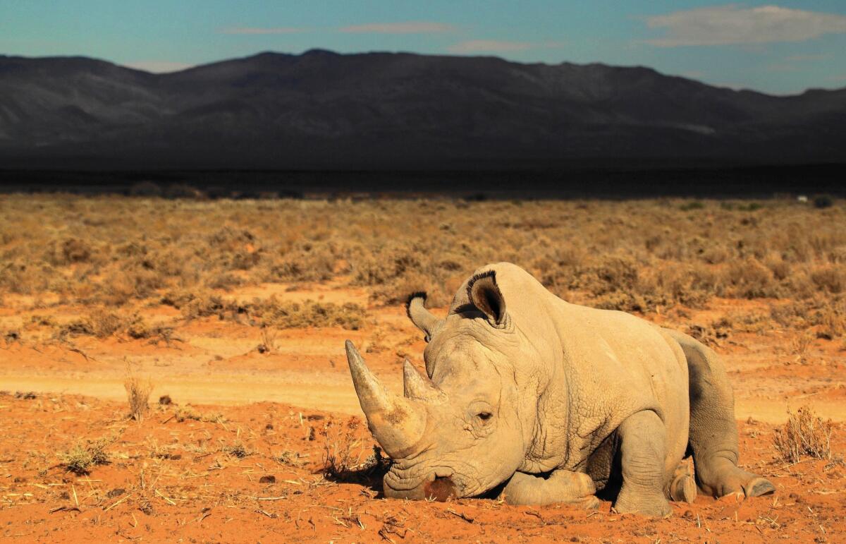 Ending the poaching of rhinos for their horns will take enforcement and efforts to reduce demand. A record 1,215 of South Africa's 22,000 rhinos were killed in 2014.