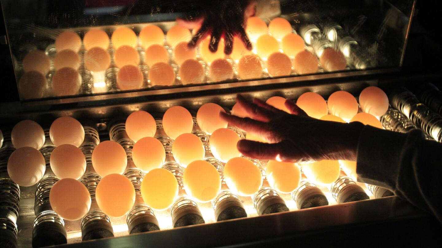 Cage-free egg production in San Diego County