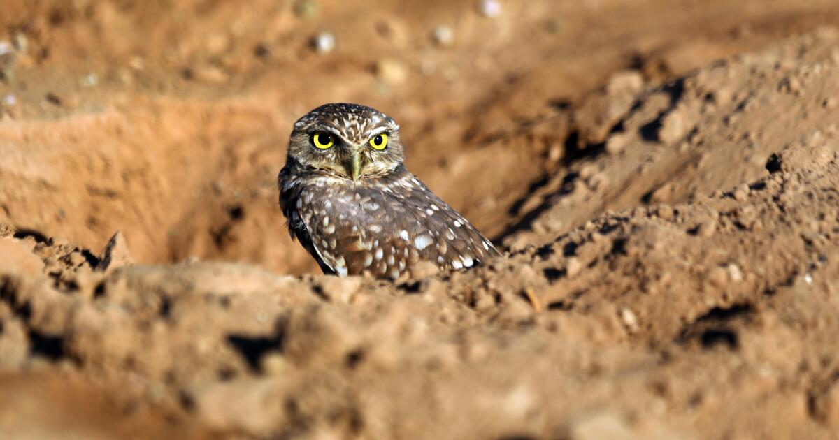 A renewed bid to guard burrowing owls is advancing. What modified?