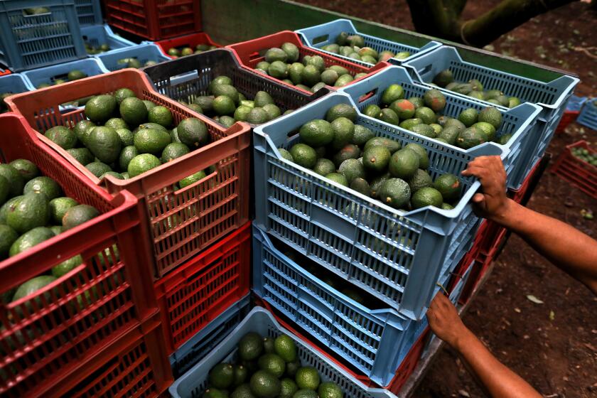 TANCITARO, MICHOACAN -- FRIDAY, AUGUST 23, 2019: Pickers harvest avocados in Cerro de la Vaina in Tancitaro, Michoacan, on Aug. 23, 2019. The entrance to Tancitaro, a population of roughly 30,000, claims it is the Avocado Capital of the World. Mexican cartels have evolved beyond drug trafficking; extortion and theft of the local avocado and timber industries. (Gary Coronado / Los Angeles Times)