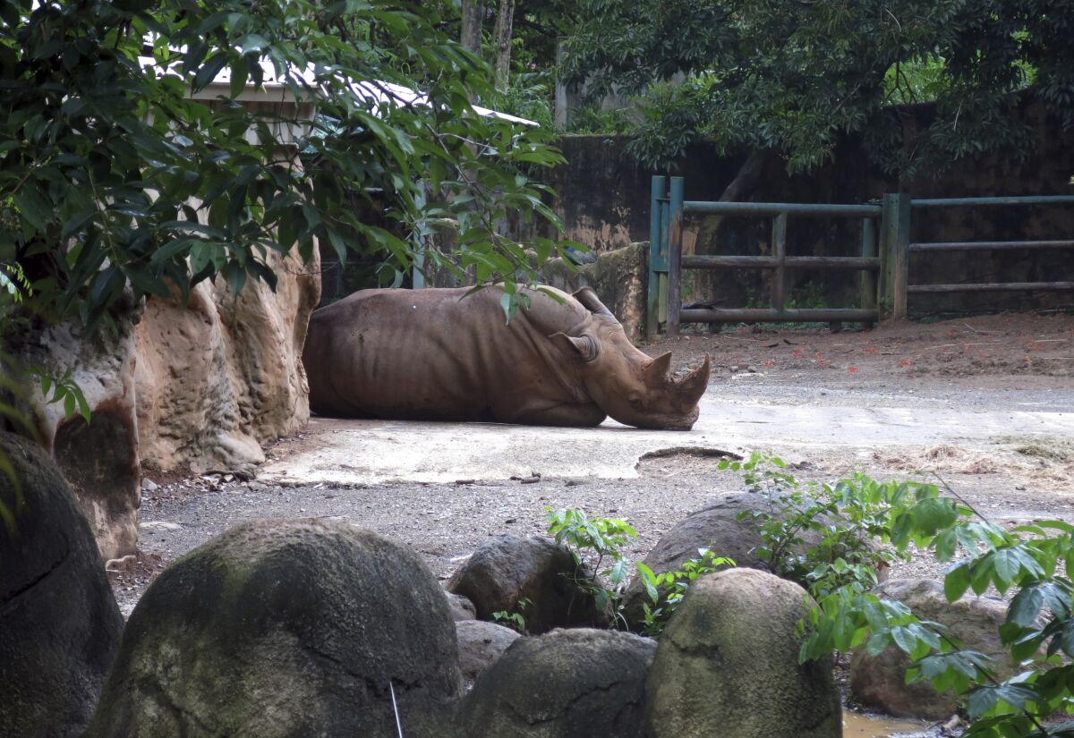 A rhinoceros rests inside an enclosure 