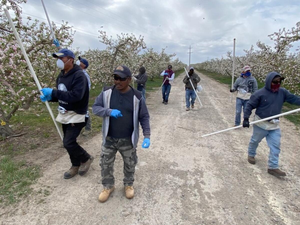 Farmworkers enter an apple orchard in Washington’s Yakima Valley, where growers say that coronavirus regulations could hurt their businesses, leading to price hikes and shortages.