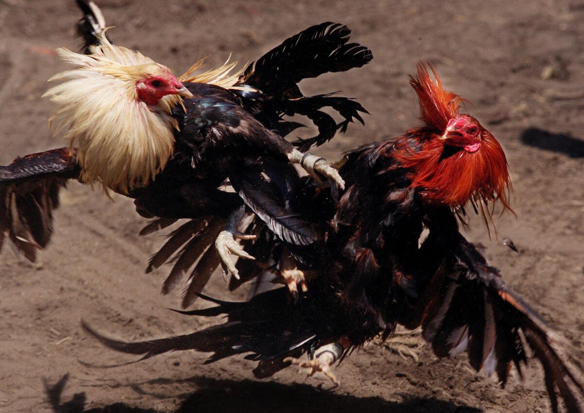 A pair of fighting cocks, trained from birth to fight and kill, flail at each other in a battle to the death at a corral in Compton, in this file image.