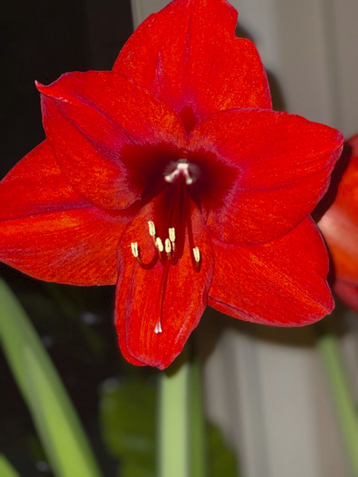 This image provided by Jeff Lowenfels shows an Amaryllis bulb in bloom on Saturday, Jan. 22, 2022, in Anchorage, Alaska. (Jeff Lowenfels via AP)