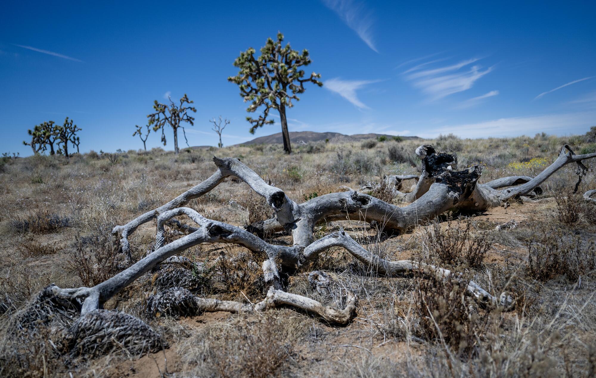 Live Joshua trees backdrop a dead one in the foreground. 