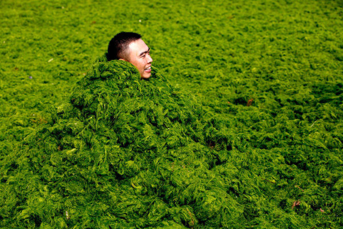 A man buries himself in the algae that has engulfed the Chinese coast around the city of Qingdao. The algae is harmless.
