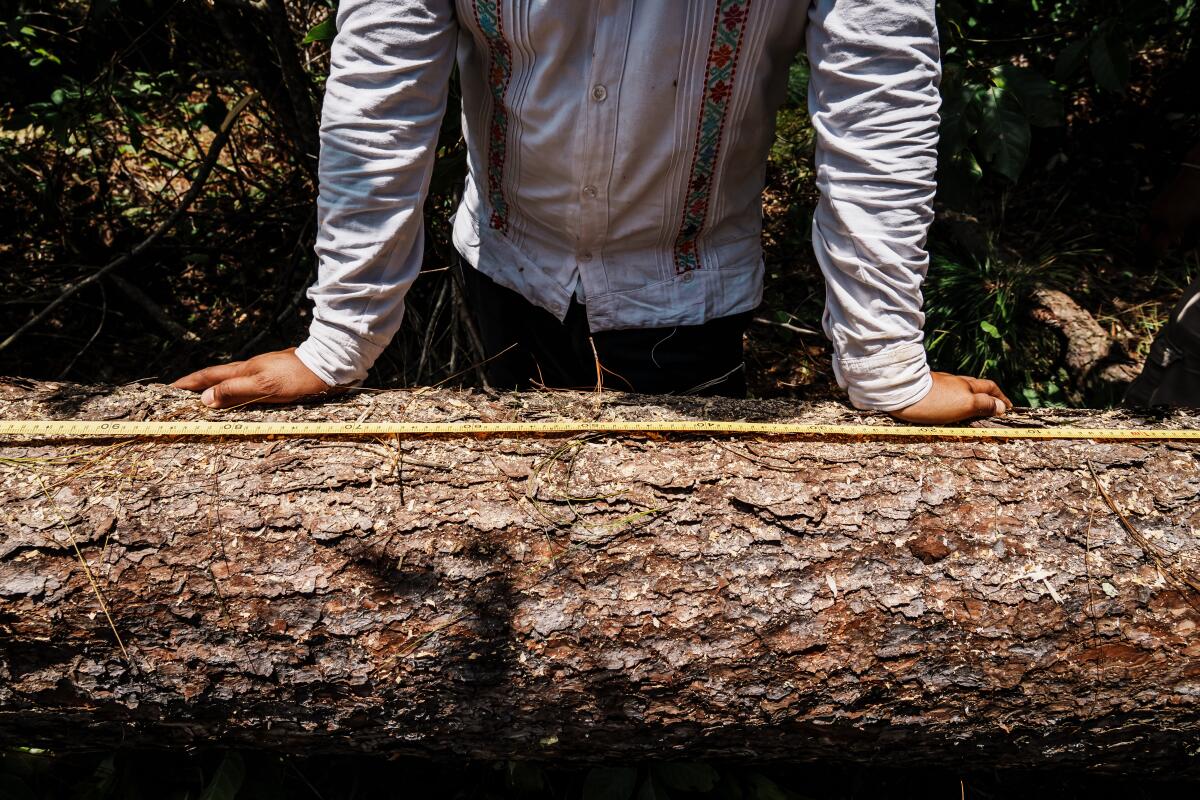 Arturo Díaz checks the length of the tree destined to be erected in the town square as the volador pole in Cuetzalan.
