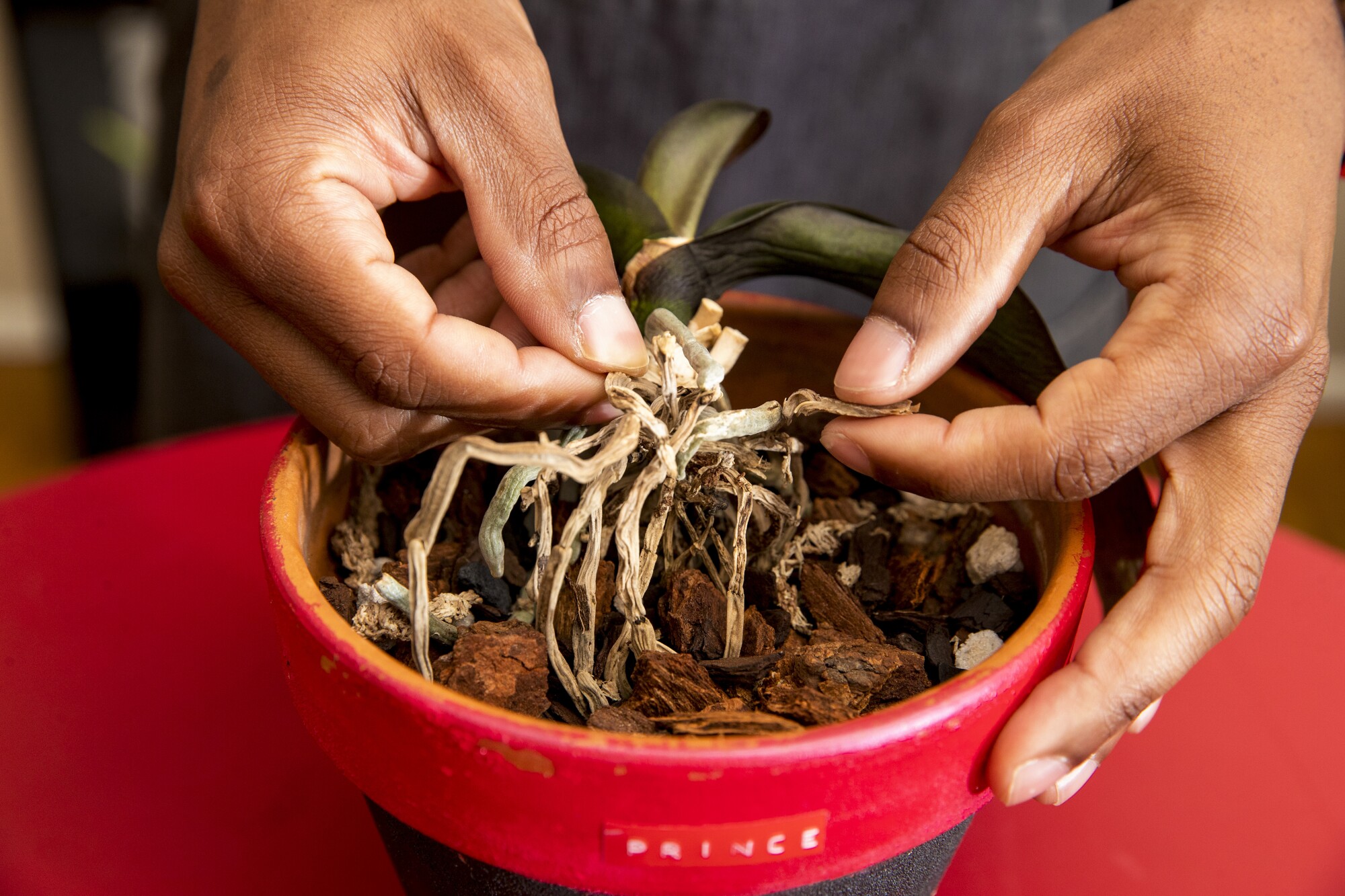 Hands separating the dead roots of an orchid in a red pot.