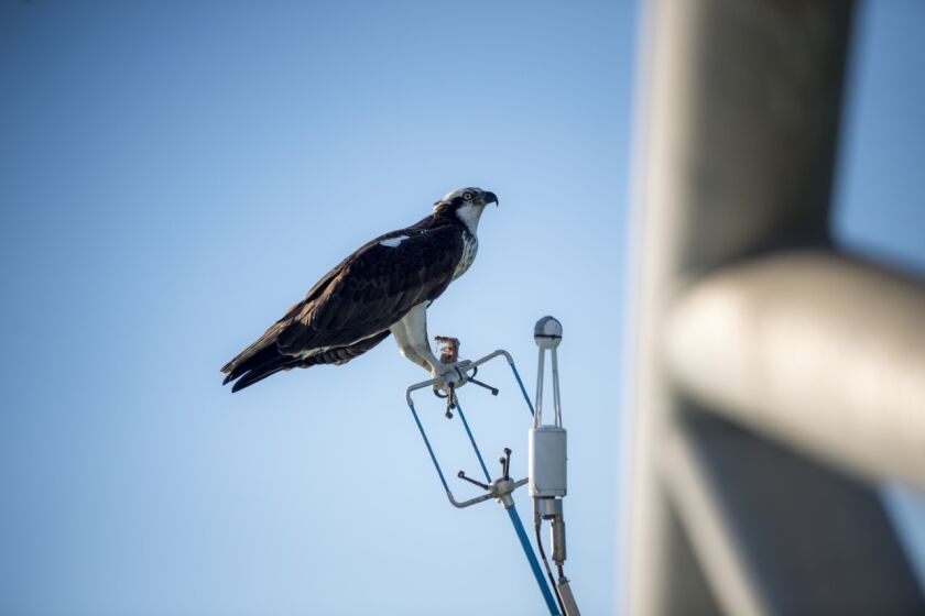 Scripps Oceanography has set up a live osprey breeding platform webcam on the Scripps Pier