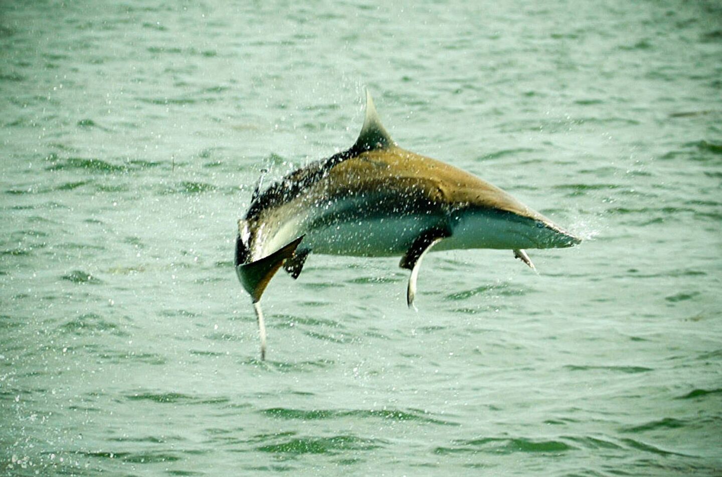 A spinner shark jumps out of the water in the Florida Keys. Spinner sharks are responsible for about 16% of Florida shark attacks since 1920, according to the International Shark Attack File.