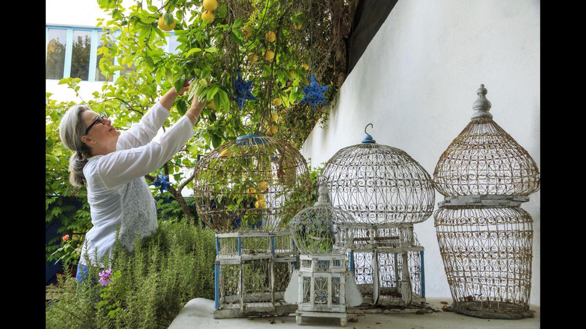 Laura Morton prunes a grapefruit tree in her backyard.