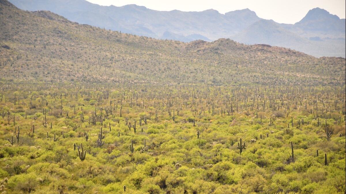 Organ Pipe Cactus National Monument, Arizona.