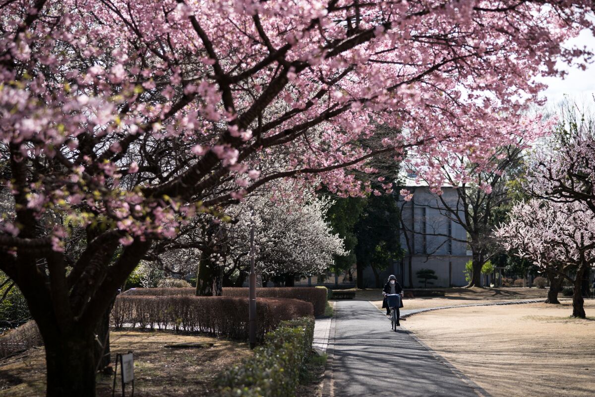 Bir öğrenci, International Christian University kampüsünde pembe çiçek açmış ağaçların yanında bisikletle ilerliyor