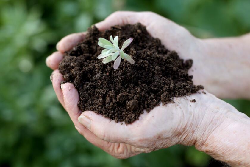 PASADENA, CALIF. -- THURSDAY, MARCH 21, 2019: Yvonne Savio, 71, a master gardener, at her garden in Pasadena, Calif., on March 21, 2019. A Mathiola species also know as Stock is in the soil. Over the years Savio's soil has become a stellar example of what all soils should be---crumbly, moist, nutrient rich and full of beneficial life, from worms to root-hugging fungi. (Gary Coronado / Los Angeles Times)