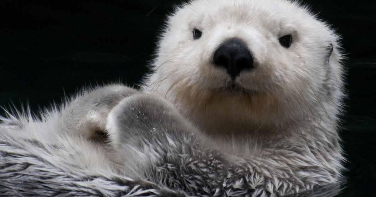 Op-Ed: Send in the sea otters to help save California's North Coast ...