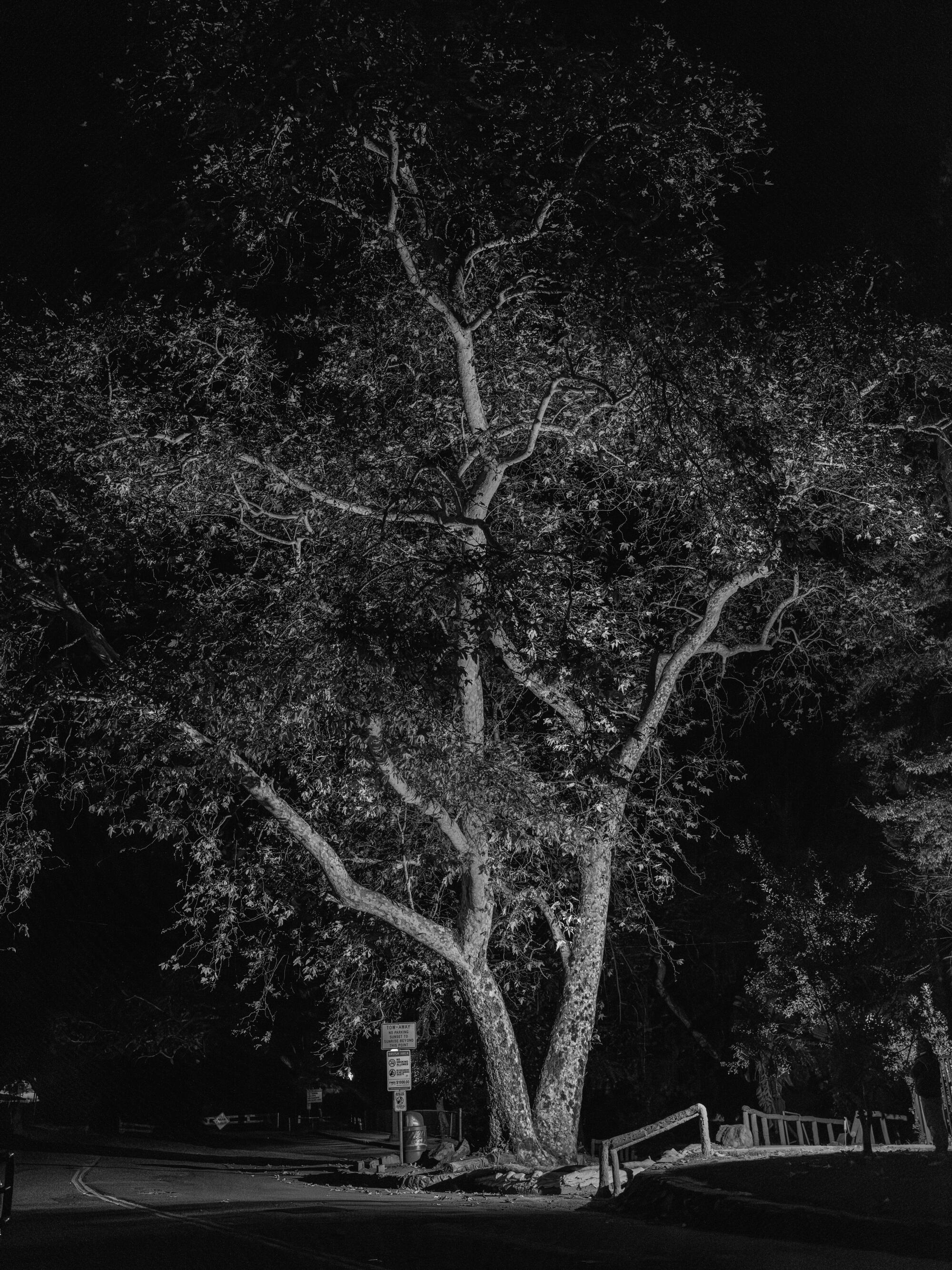 The sycamore tree at night.