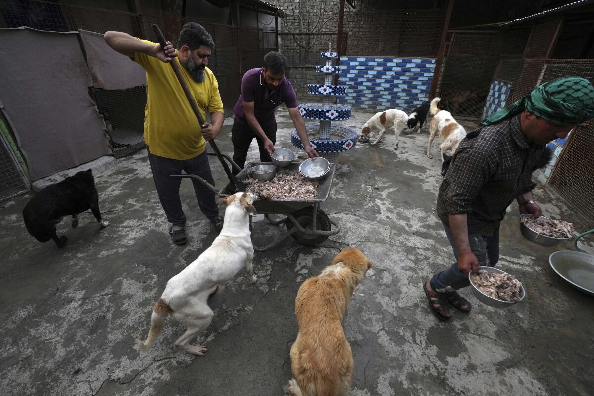 Men feed stray dogs at a shelter.