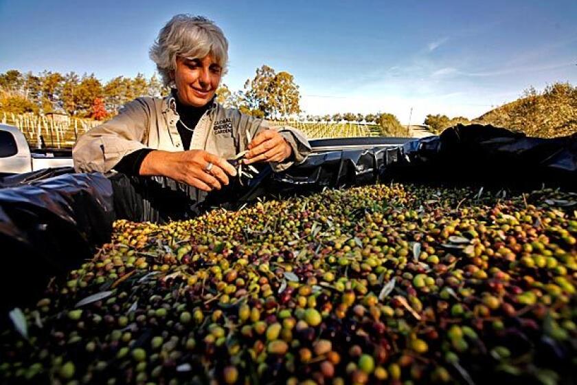 Theo Stephan envisioned an olive tree grove.