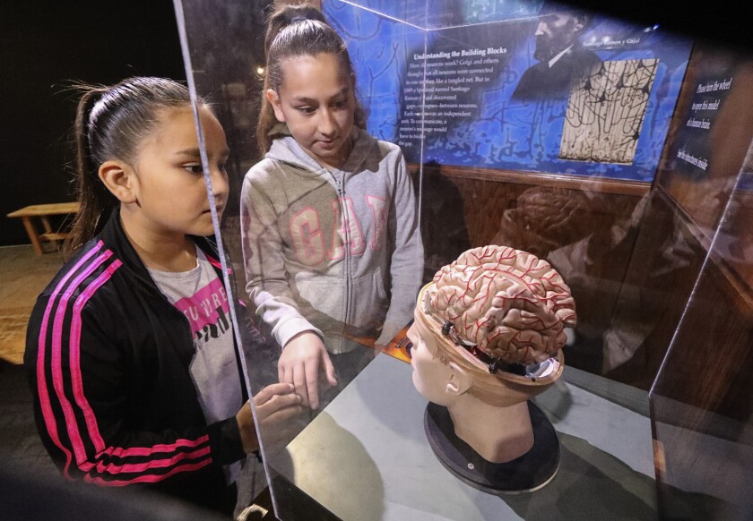 Sisters Priscilla and Kayla Villasenor look at the "Explore Your Brain" display last year at the Fleet Science Center.