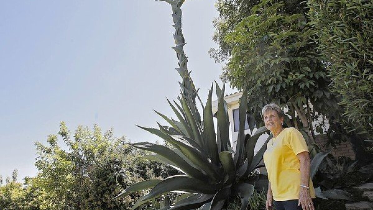 Giant Agave Plant Tall As A 2 Story House Stands Out In Backyard Los Angeles Times,Lowes Kids Clinic