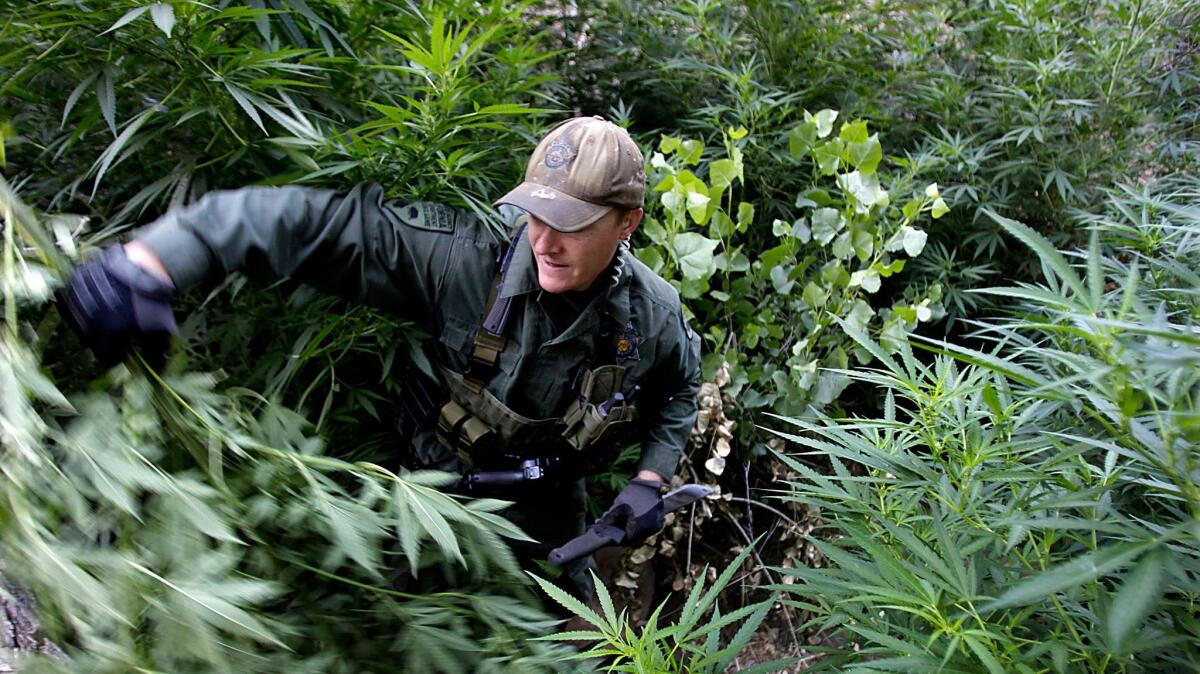 A warden with the California Department of Fish and Wildlife hacks down marijuana plants found growing in a deep ravine in the Sierra Nevada foothills near Kernville.
