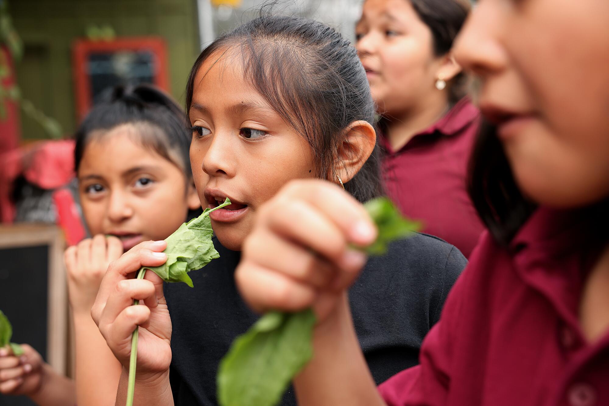 Children nibble on herbs.