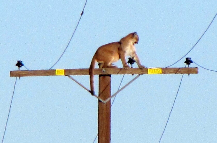 A cougar captivated a high desert town when it scurried up a 35-foot power pole earlier this week.