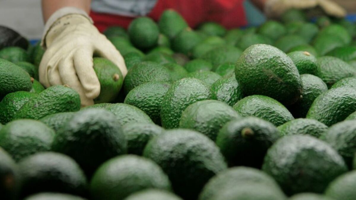 At Del Rey Avocado Company Inc. just picked avocados are sorted for packing and shipping.