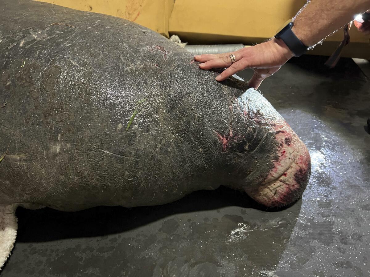 Esta foto proporcionada por SeaWorld muestra al manatí TexasTeeMiguel justo después de su rescate 