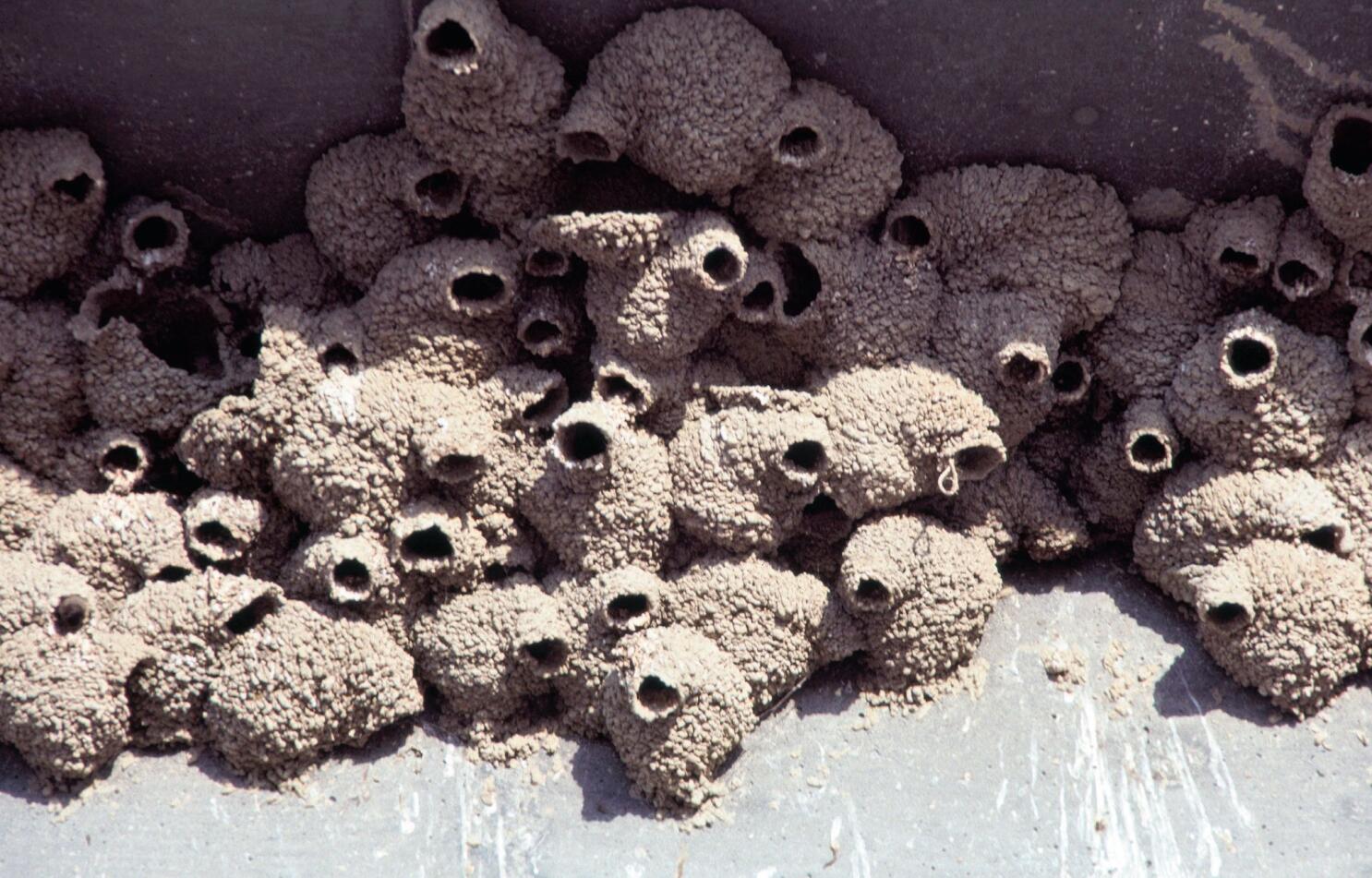 Swallow nests can be health hazard - The San Diego Union-Tribune