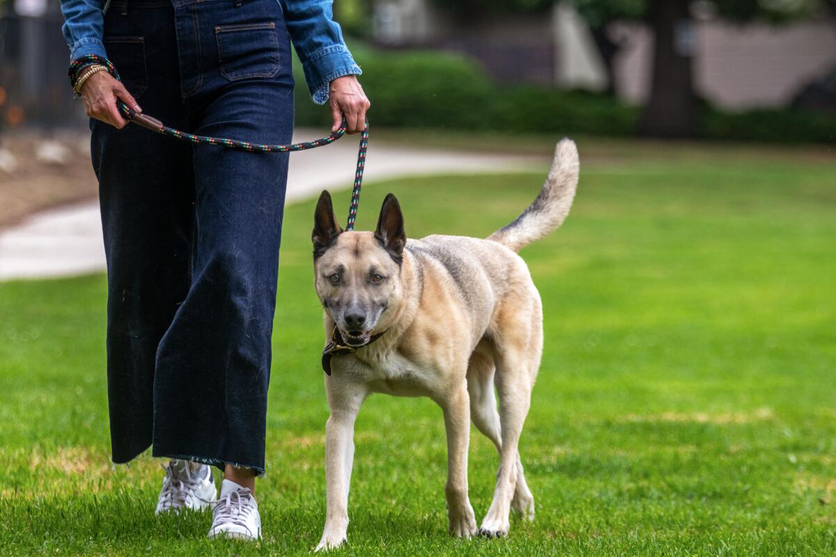 A person walks a large dog on a leash at a park.