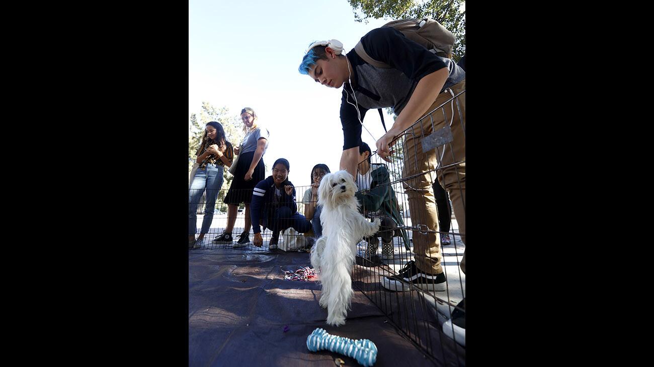 Photo Gallery: Puppy petting party at La Cañada High School