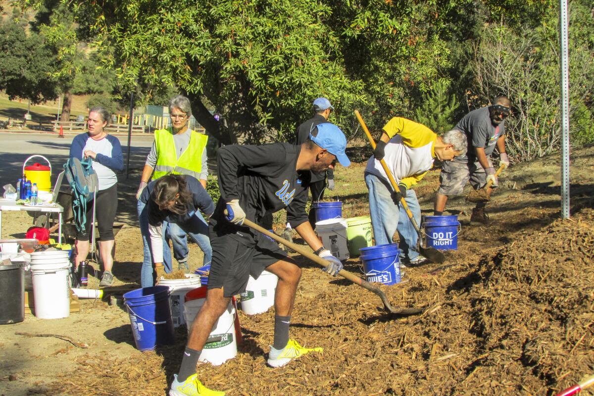 Multiple people dig in the dirt for tail maintenance at Griffith Park. 