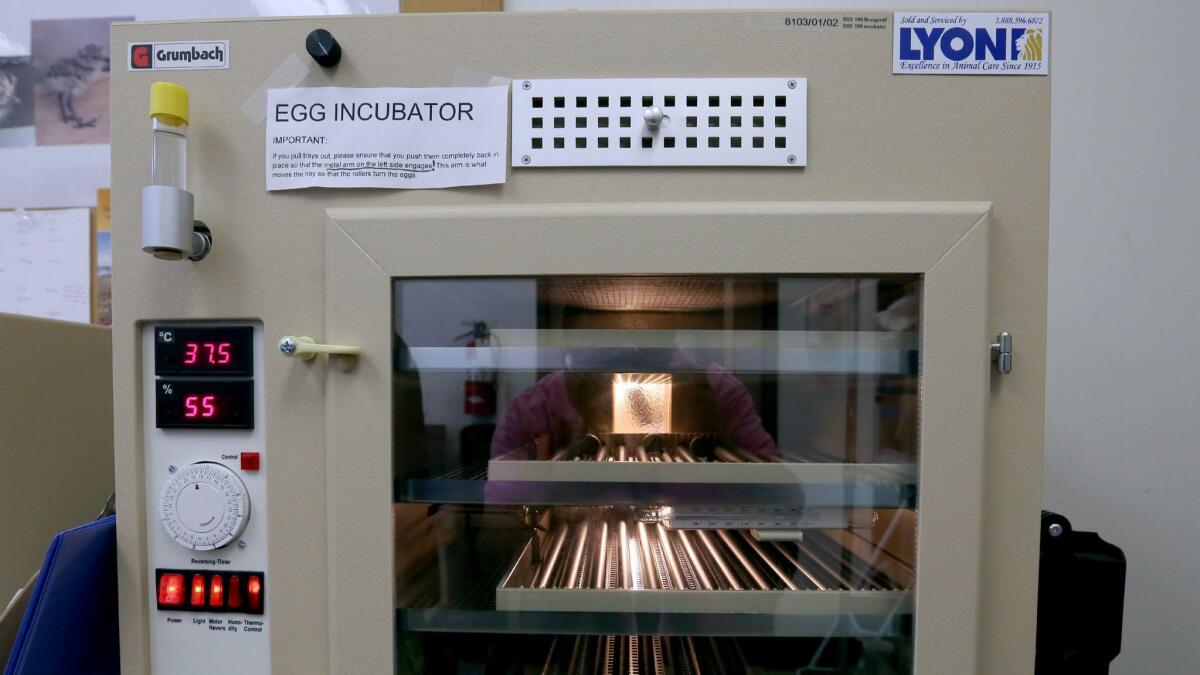 This incubator is among new equipment at the Wetlands & Wildlife Care Center for caring for western snowy plover eggs and newly hatched birds.