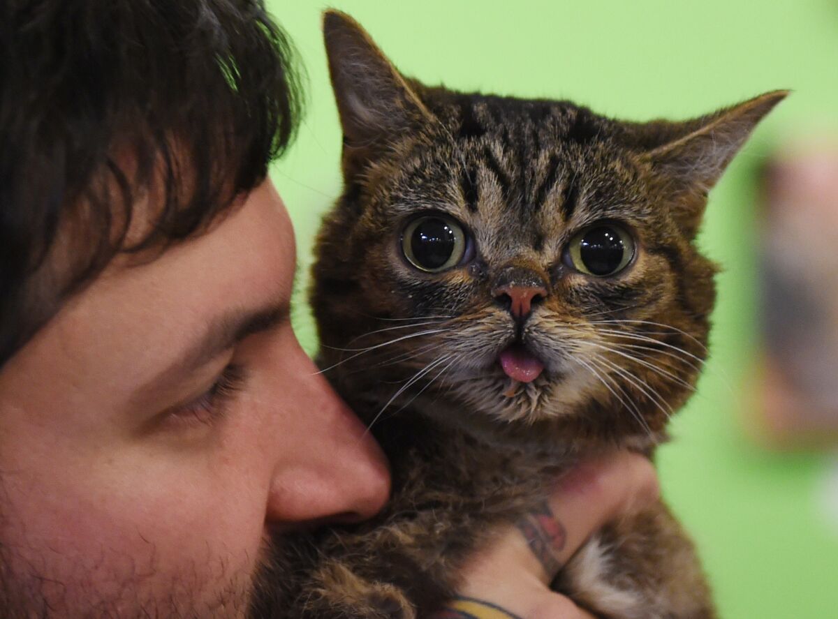 Internet celebrity cat Lil Bub known for her unique appearance is held by owner Mike Bridavsky at the inaugural CatConLa event in Los Angeles.