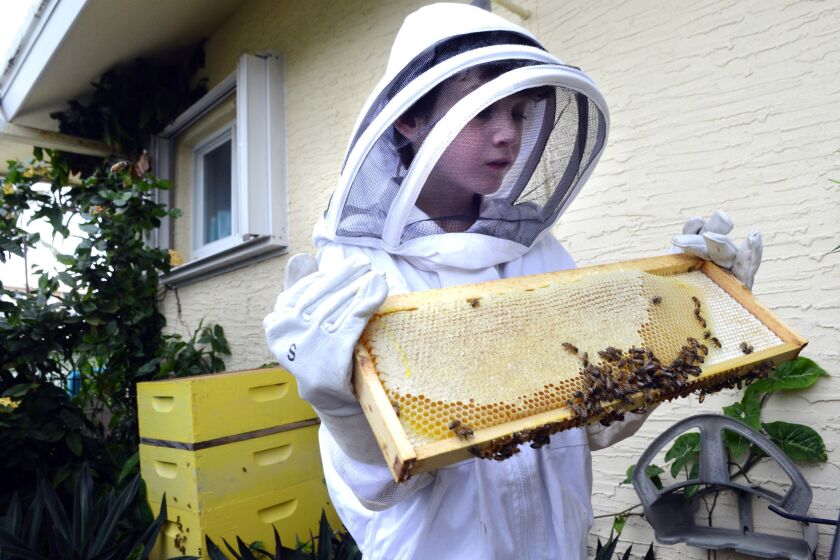 Benjamin Oppenheimer, Florida's youngest licensed beekeeper at age nine, shakes bees from the comb as he harvests honey from his backyard hive in Boca Raton in 2014.