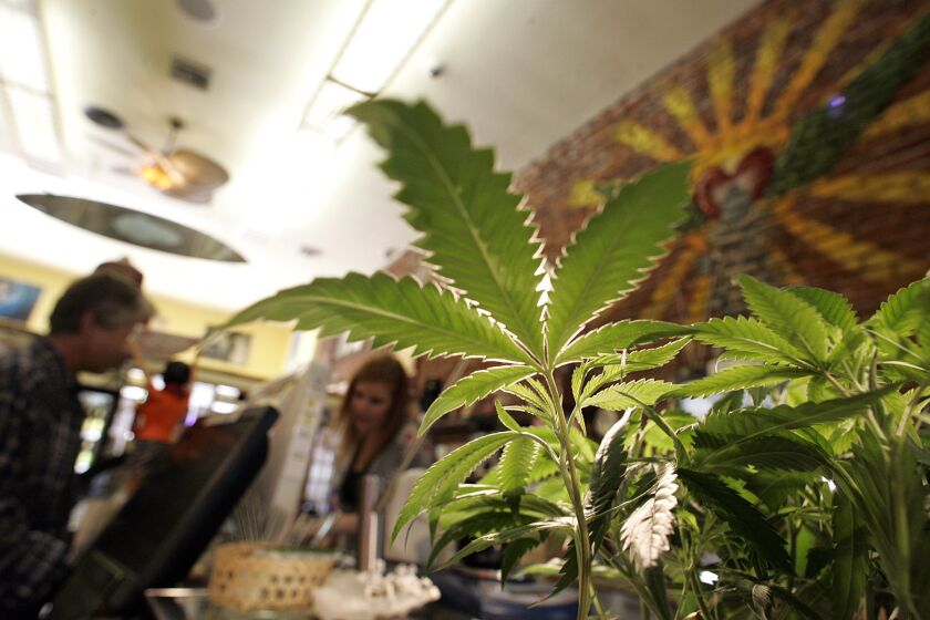 Marijuana plants for sale at a California dispensary in 2009.