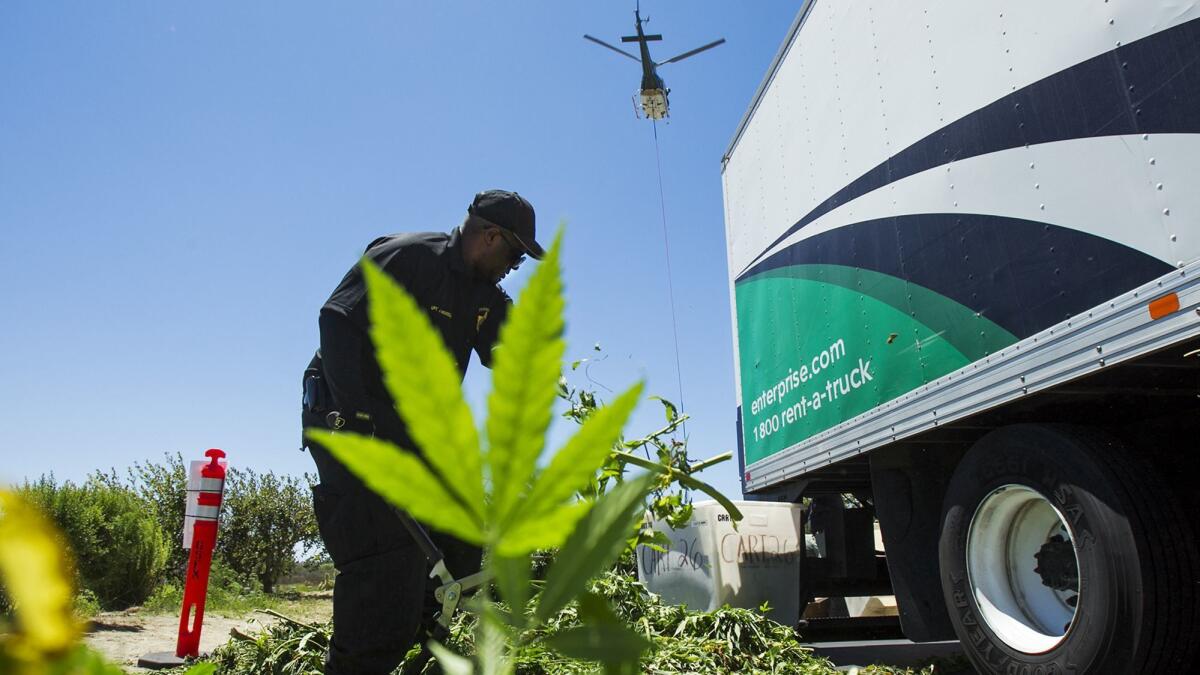 Orange County Sheriff's Department personnel destroy marijuana plants found in the Muddy Canyon area of Laguna Coast Wilderness Park in 2014. In a two-phase cleanup completed this month, authorities said they eradicated an illegal marijuana growing operation in the park.